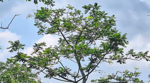 মস্তিষ্ক নেই, তবু গাছ স্মৃতি ধরে রাখে