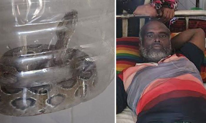 রাসেলস ভাইপারের কামড় খেয়েও হার মানেননি! সাপটি ধরে হাসপাতালে হাজির কৃষক