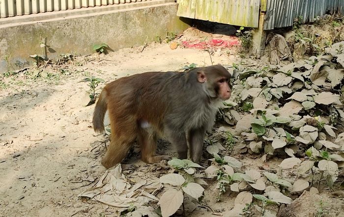 বন ছেড়ে সরিষাবাড়ীর লোকালয়ে ঘুড়ে বেড়াচ্ছে বানর : নষ্ট করছে ফল ও সবজি, আতঙ্কে এলাকাবাসী