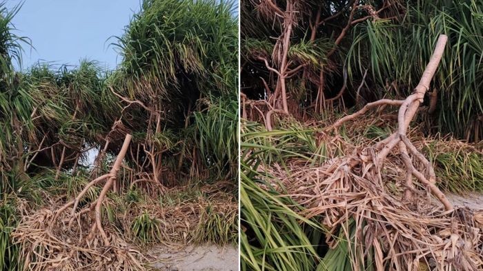 সেন্টমার্টিনের ‘রক্ষাকবচ’ কেয়া গাছ কাটার অভিযোগ, স্থানীয়দের মাঝে ক্ষোভ