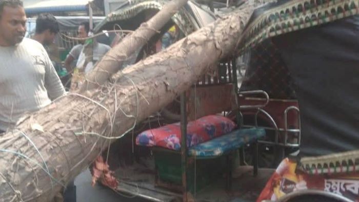 ফরিদপুরে রাস্তার ওপর ভেঙে পড়ল মেহগনি গাছ, অল্পের জন্য রক্ষা পেলেন যাত্রীরা