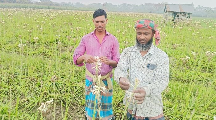 জীবননগরে রজনীগন্ধা চাষে বদলাচ্ছে কৃষকের ভাগ্য : কম খরচে বেশি লাভ, ৬ মাসেই ৪ লাখ টাকার ফুল বিক্রি