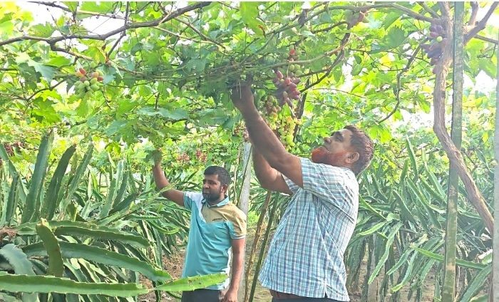 জীবননগরে এক জমিতে ড্রাগন ও আঙ্গুর চাষ, স্কুল শিক্ষকের ব্যতিক্রমী উদ্যোগ
