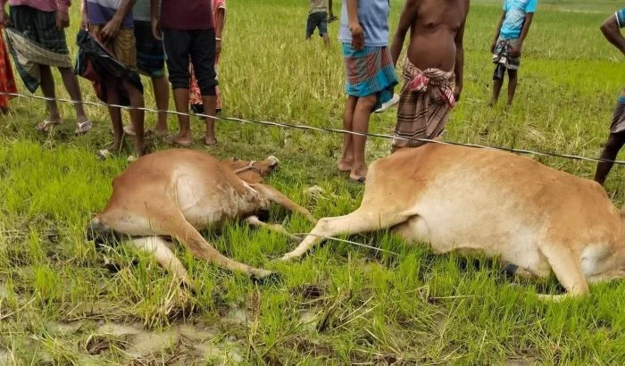 তানোরে বিদ্যুৎস্পৃষ্টে ৭ গরু ও ২ শেয়ালের মৃত্যু, ক্ষতিপূরণ ও দায়ীদের শাস্তির দাবি