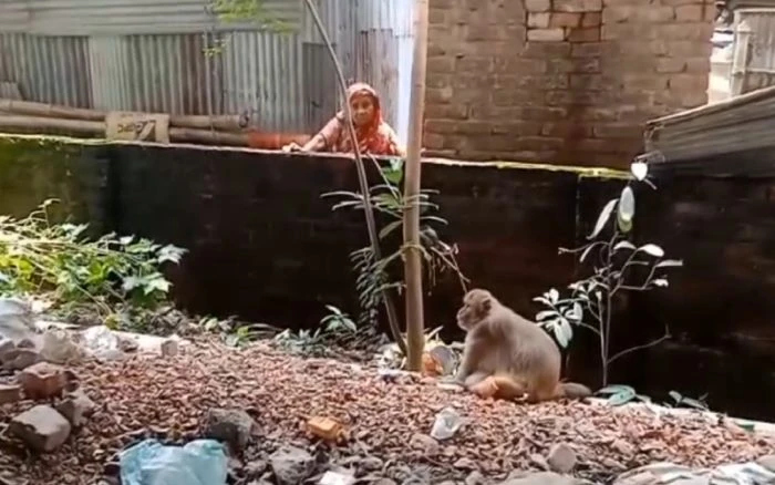 খাবারের সন্ধানে ঠাকুরগাঁও লোকালয়ে বন্য বানর, ভীতি কেটে মানুষের সাথে তৈরি হচ্ছে সখ্যতা