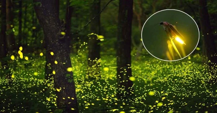 নিভে যাচ্ছে প্রকৃতির মায়াবী আলো, হারিয়ে যাচ্ছে জোনাকি